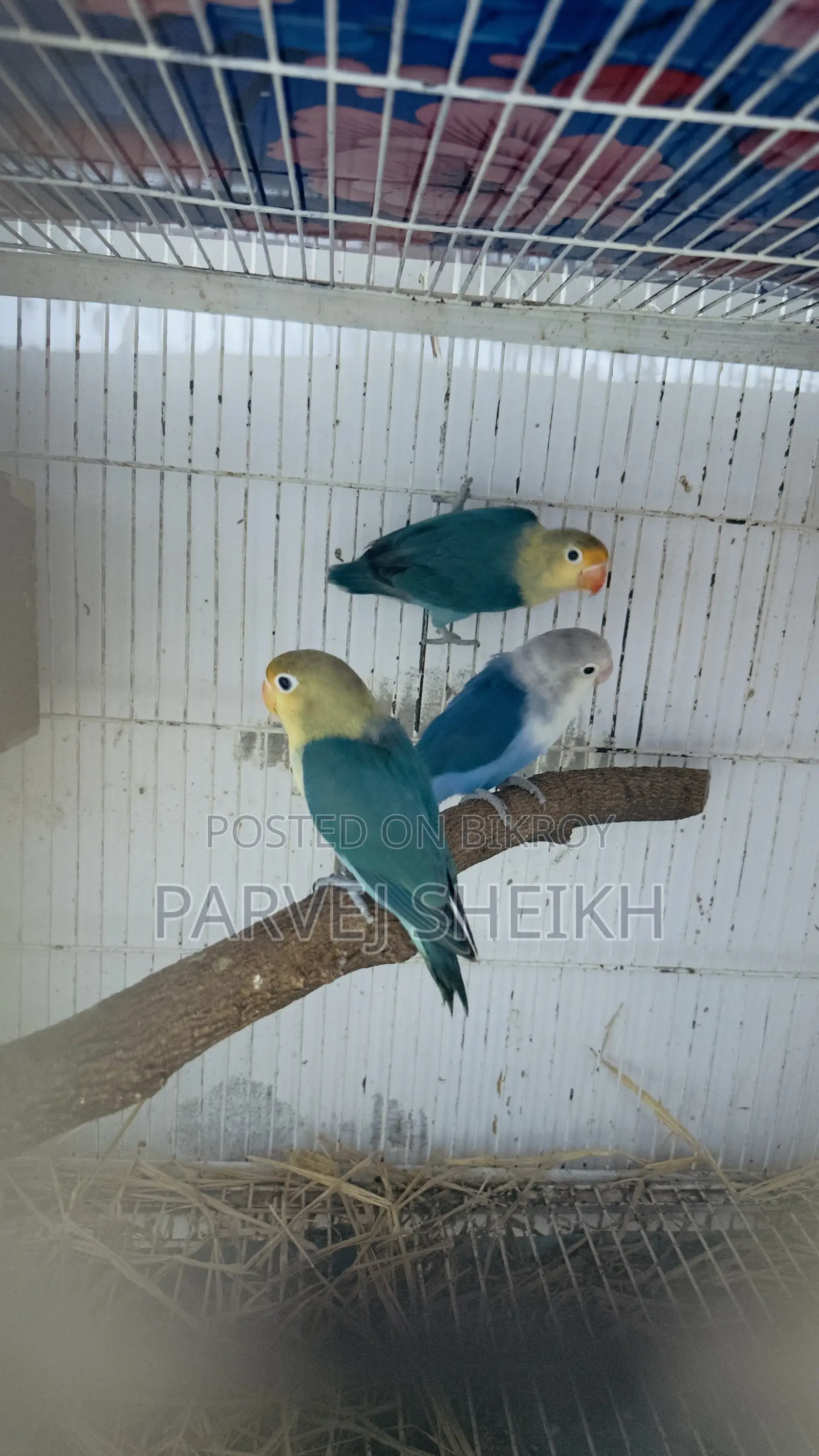 Lovebird432