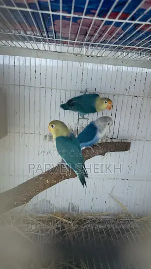 Lovebird432