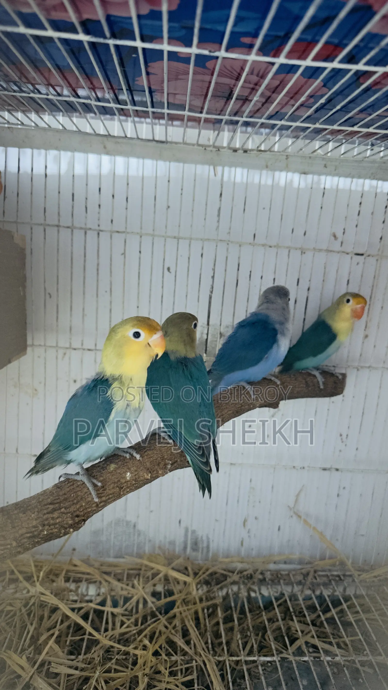Lovebird432
