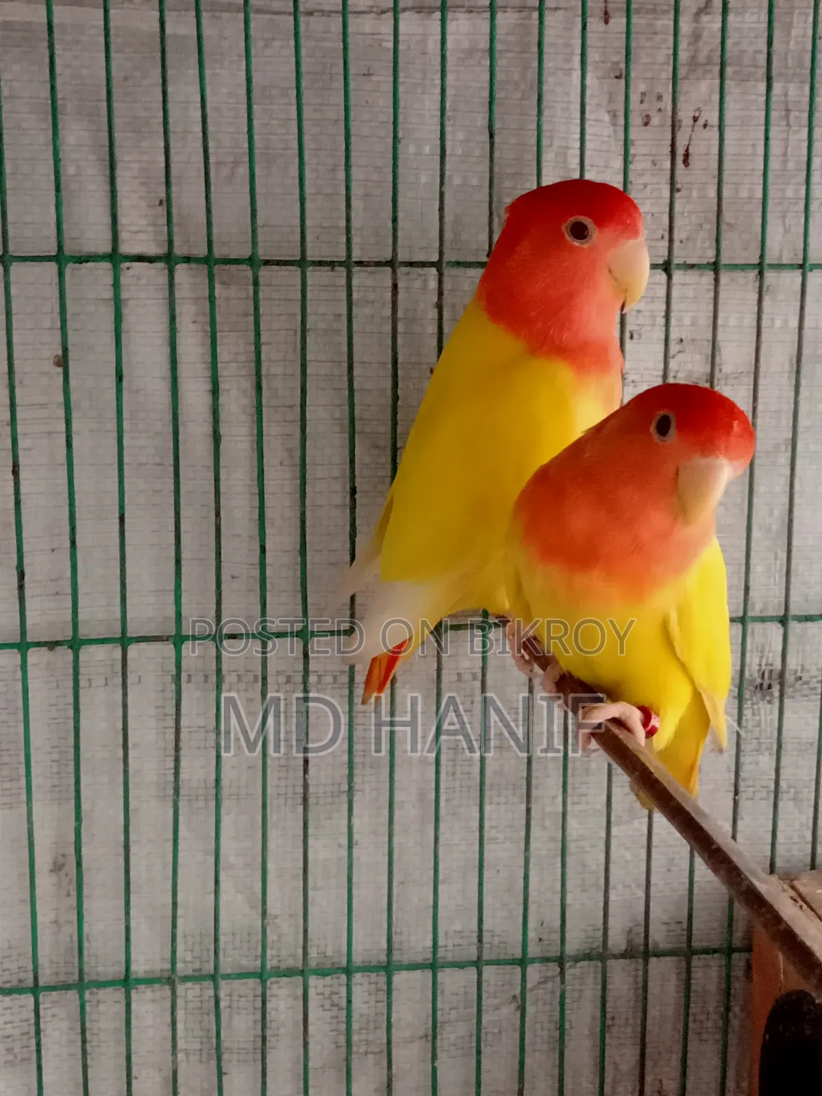 One pair of running lovebirds for sale
