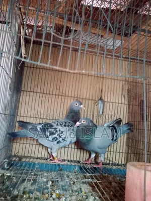 Huma Pigeon