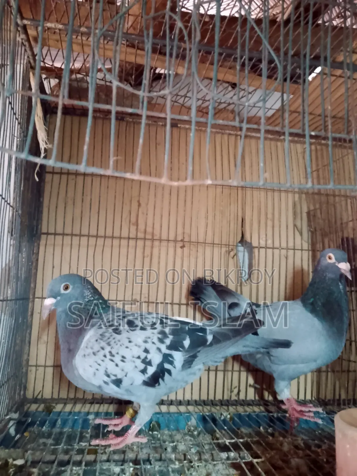 Huma Pigeon