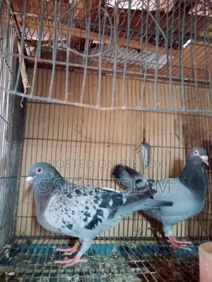 Huma Pigeon
