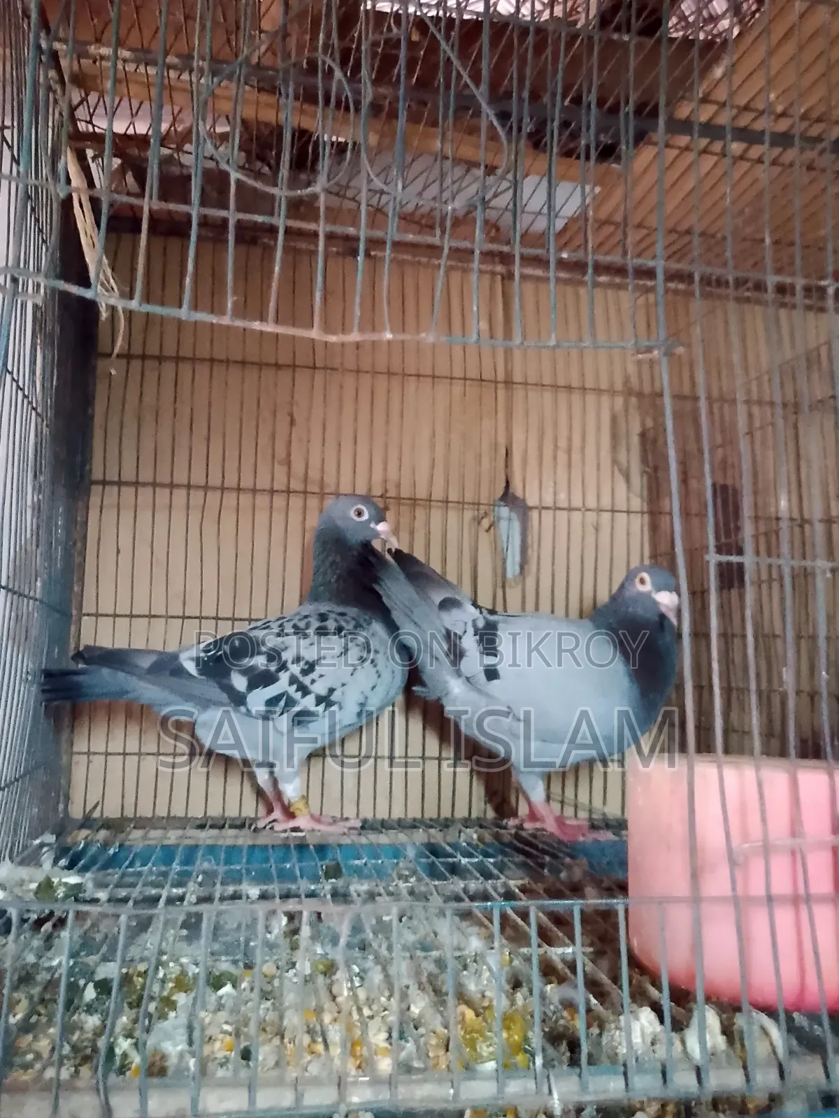 Huma Pigeon