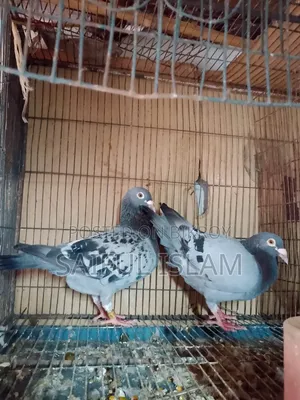 Huma Pigeon