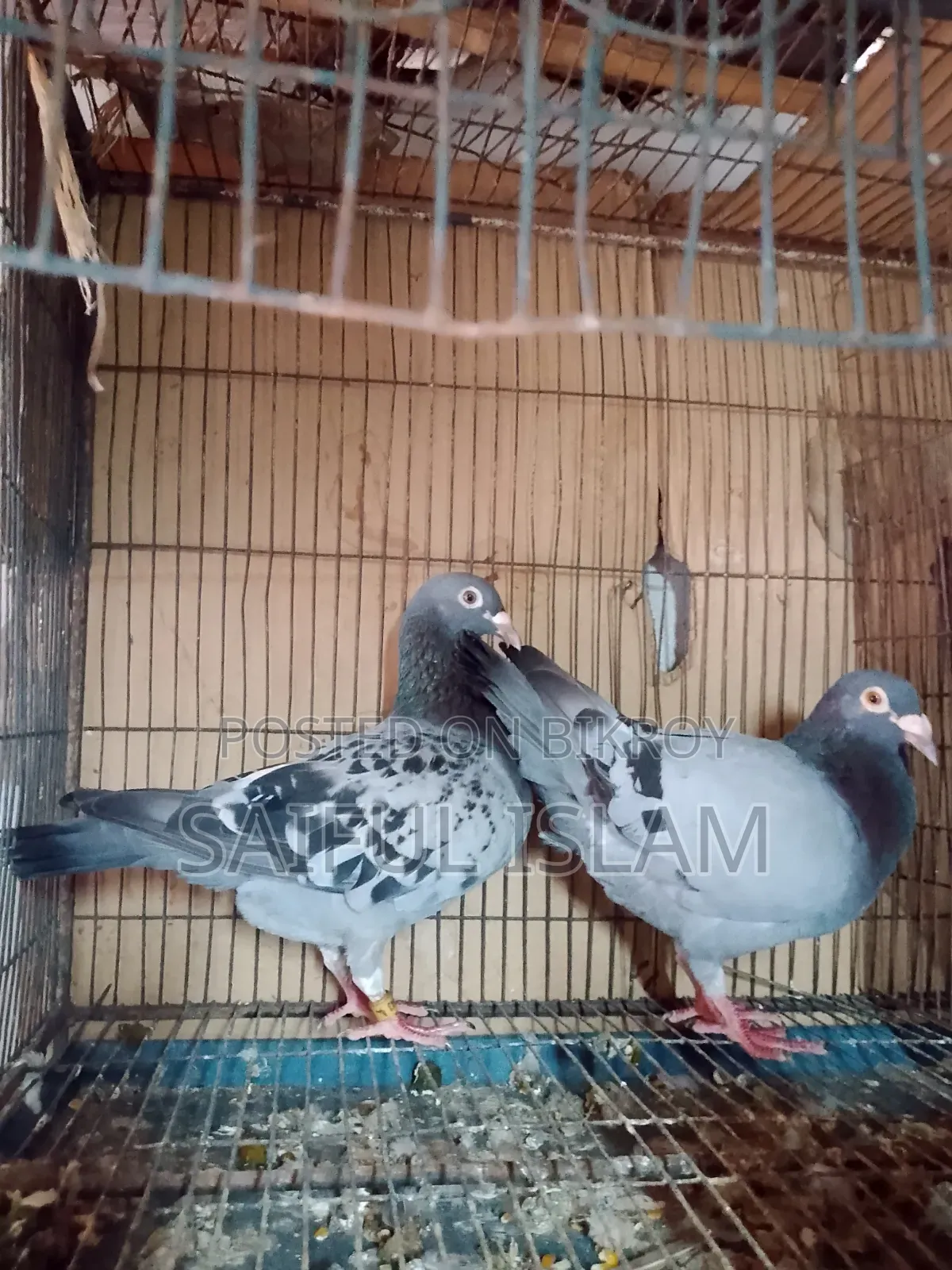 Huma Pigeon