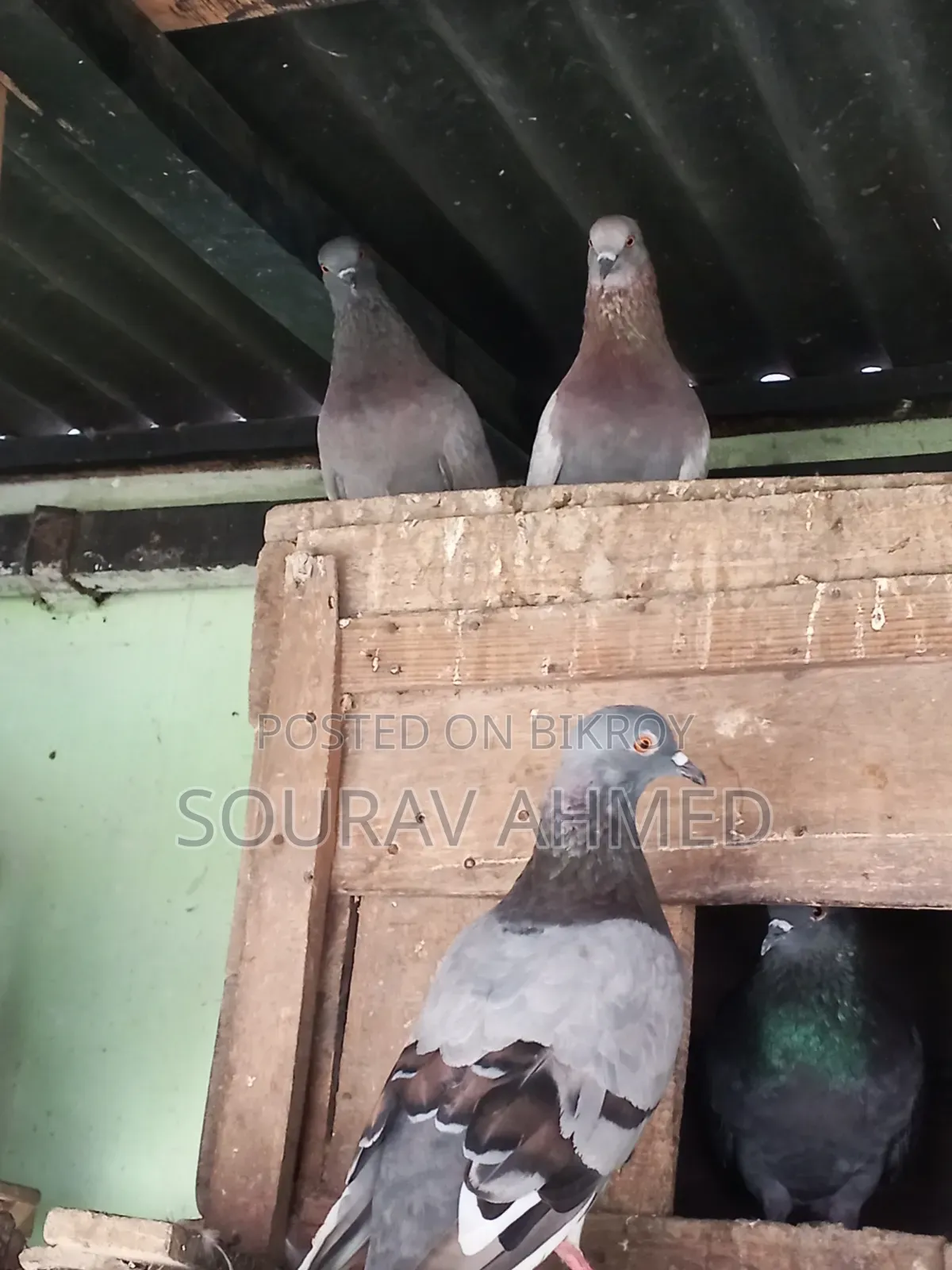Two Pairs of Pigeons for Sale