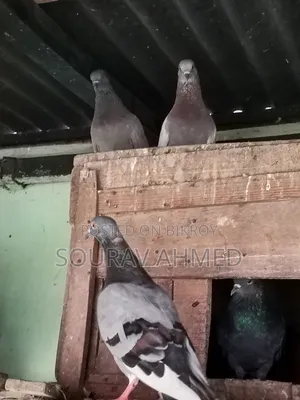 Two Pairs of Pigeons for Sale