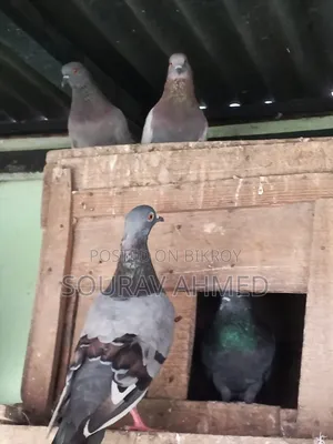 Two Pairs of Pigeons for Sale