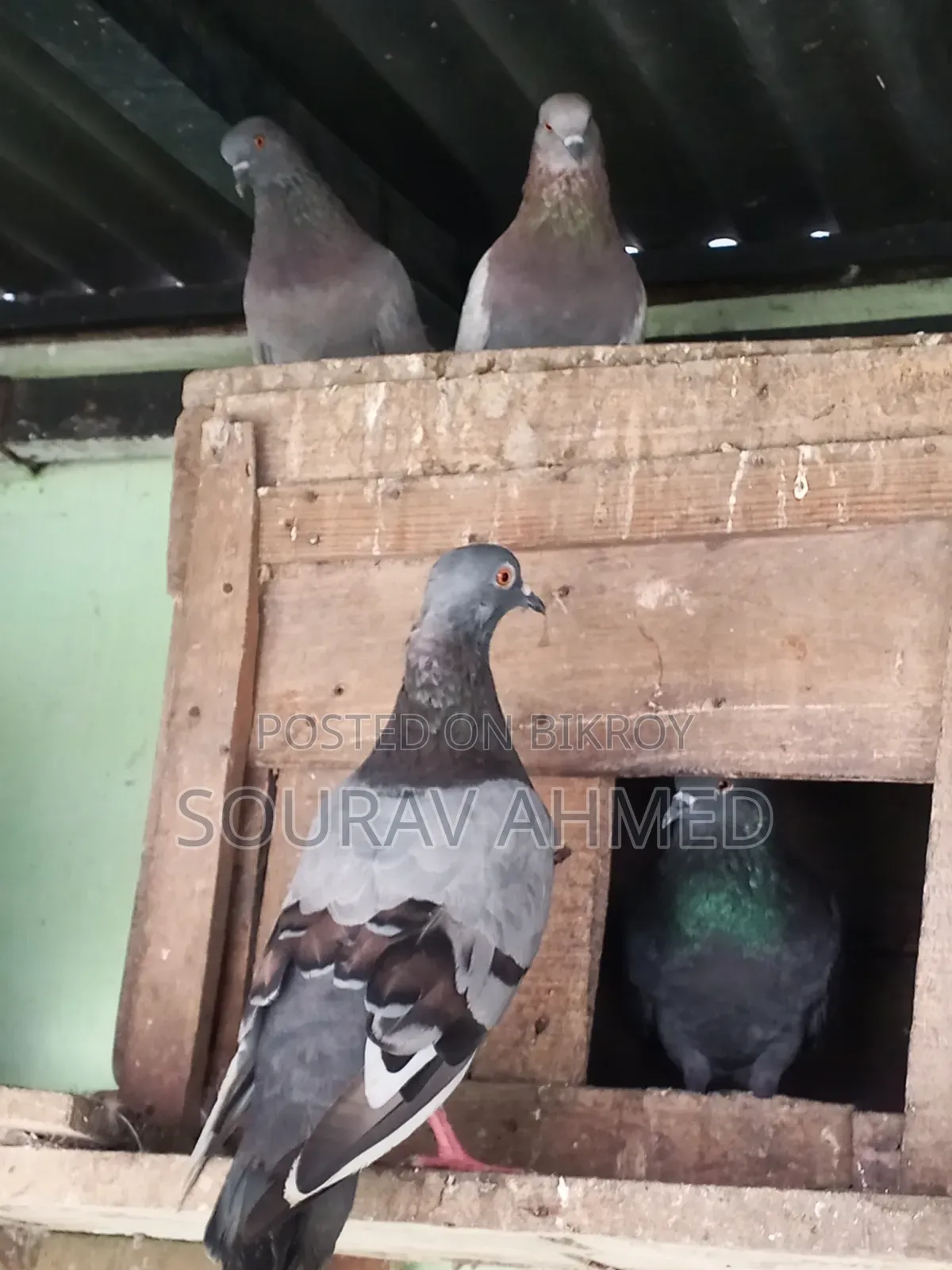 Two Pairs of Pigeons for Sale