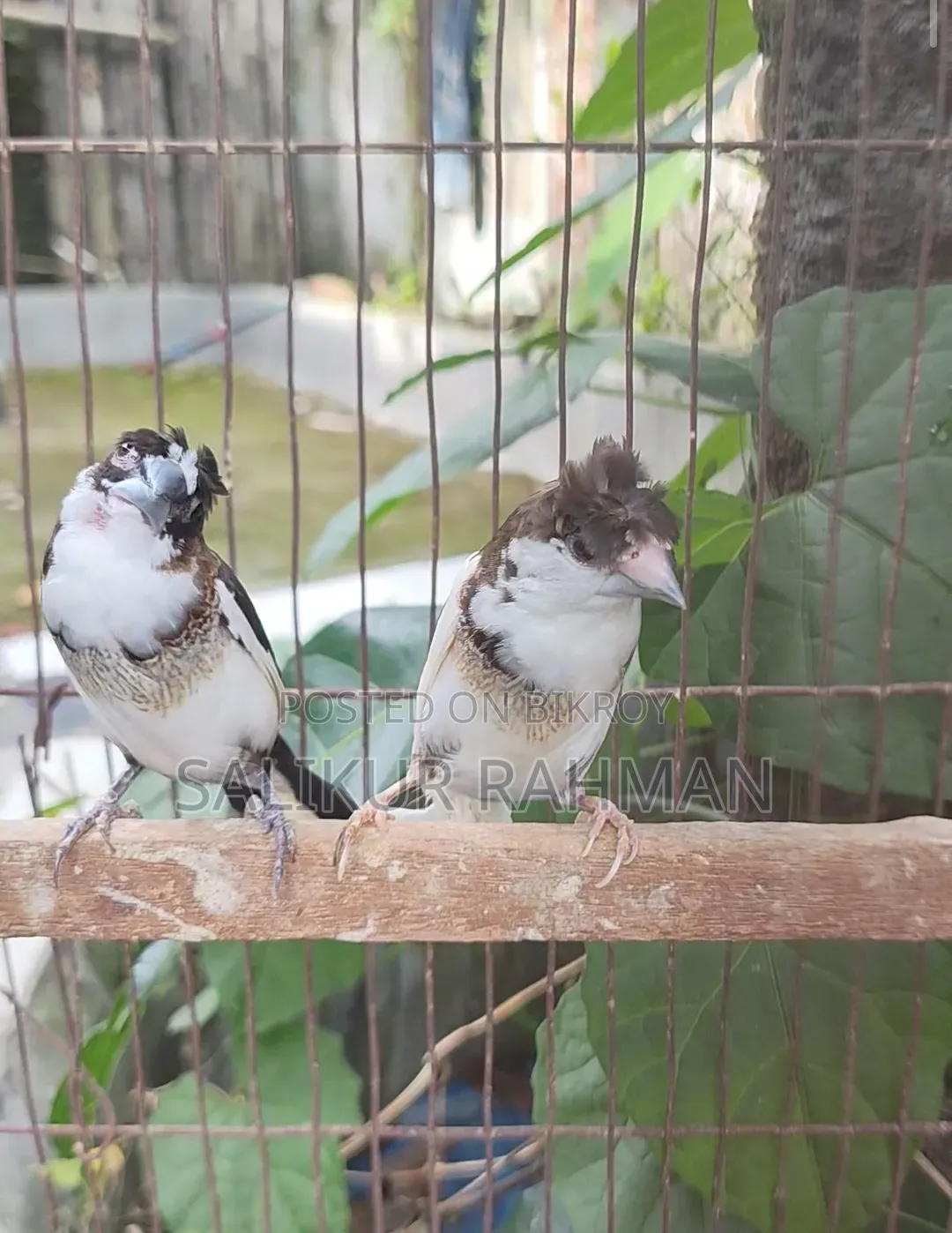 বেঙ্গলি ফিঞ্চ / Bengali Finch