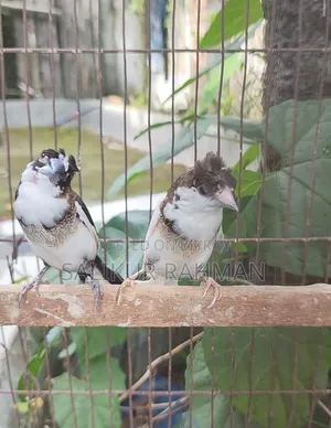 বেঙ্গলি ফিঞ্চ / Bengali Finch