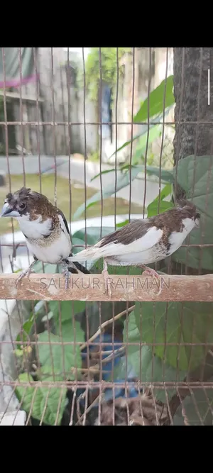 বেঙ্গলি ফিঞ্চ / Bengali Finch