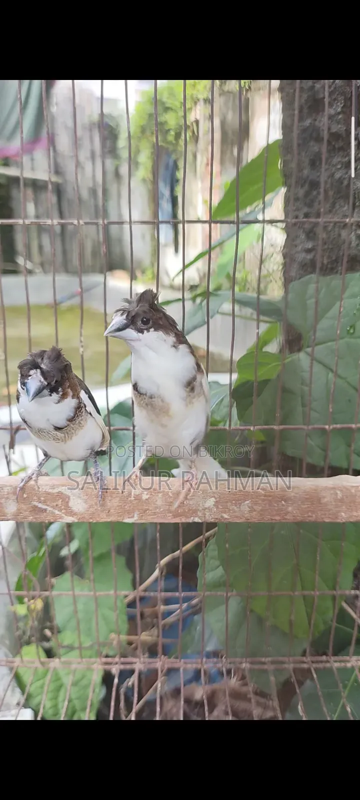 বেঙ্গলি ফিঞ্চ / Bengali Finch