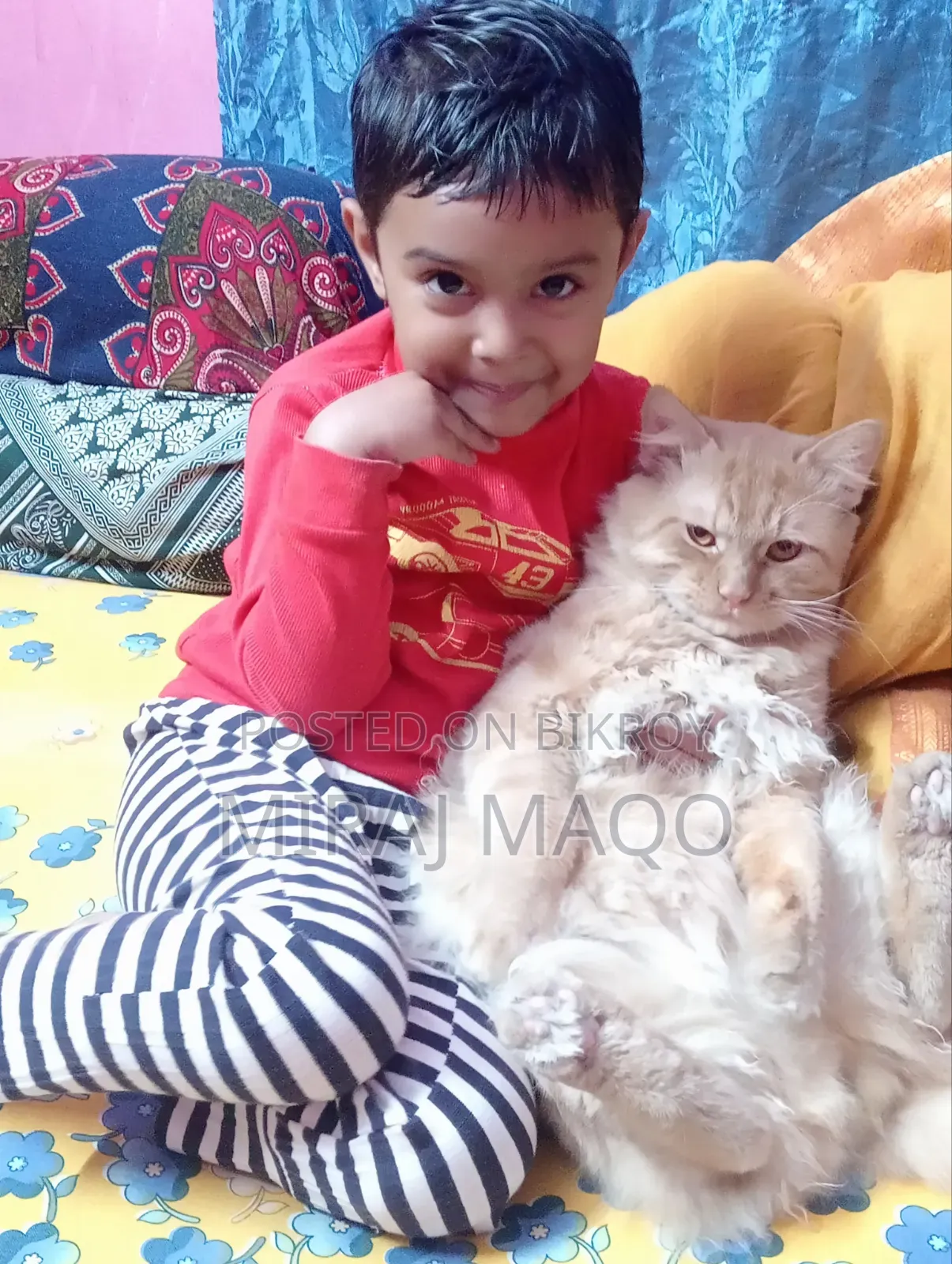 ৩-৬ মাসের মেইল মিক্সড ব্রিড পারসিয়ান