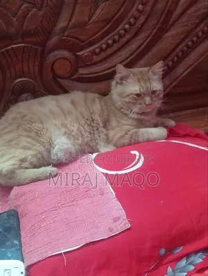 ৩-৬ মাসের মেইল মিক্সড ব্রিড পারসিয়ান