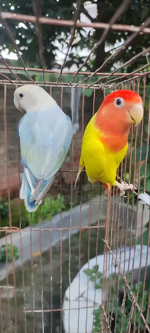 লাভ বার্ড / Love Bird