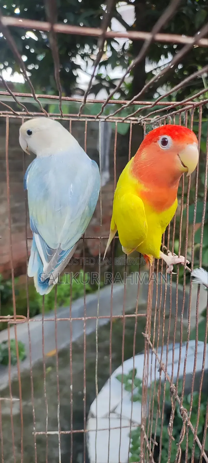 লাভ বার্ড / Love Bird