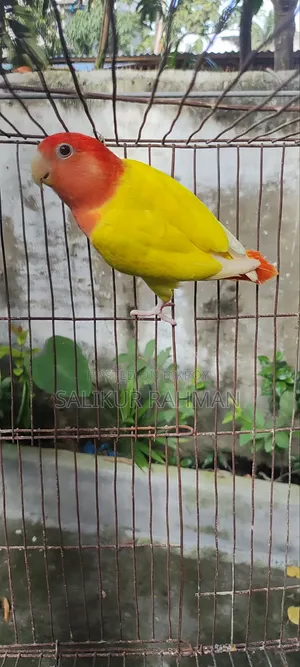 লাভ বার্ড / Love Bird