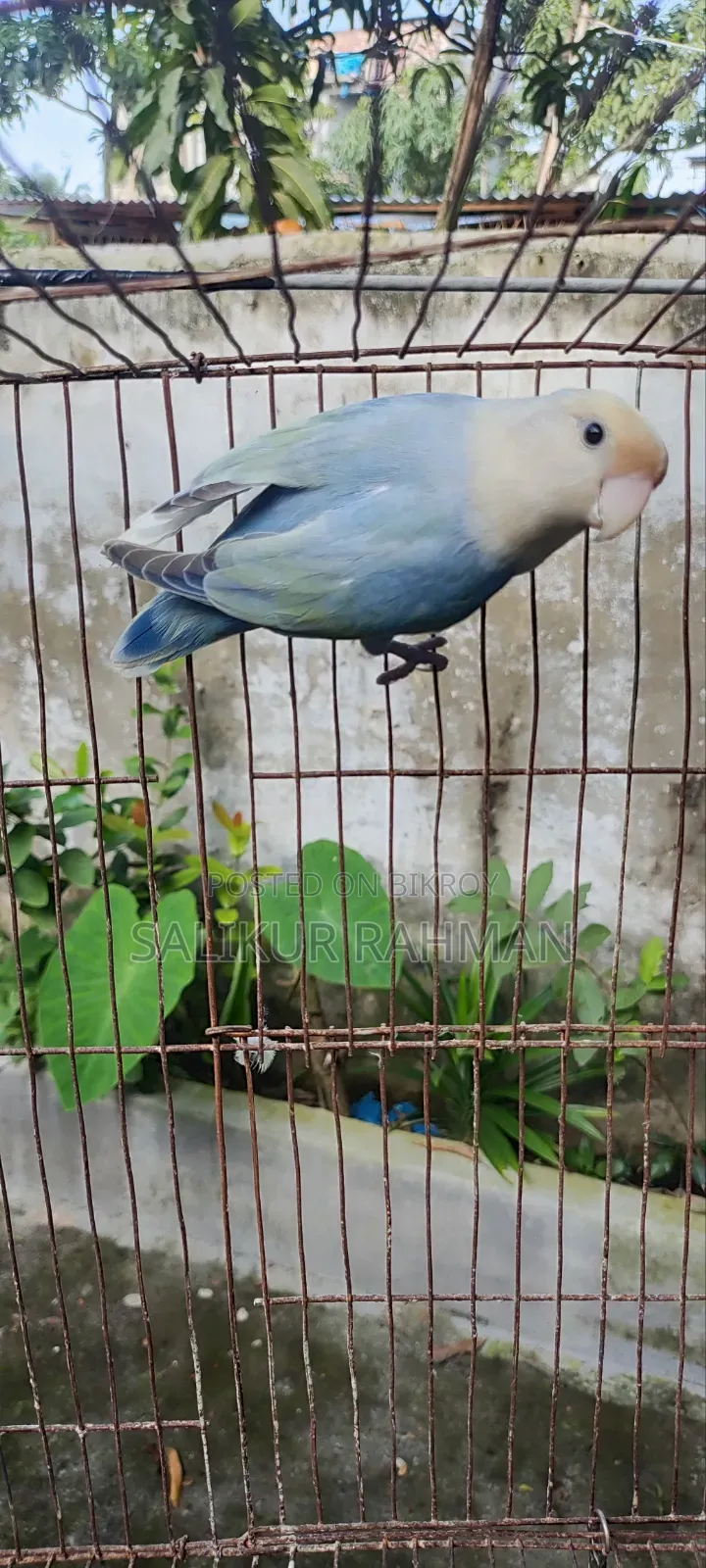 লাভ বার্ড / Love Bird