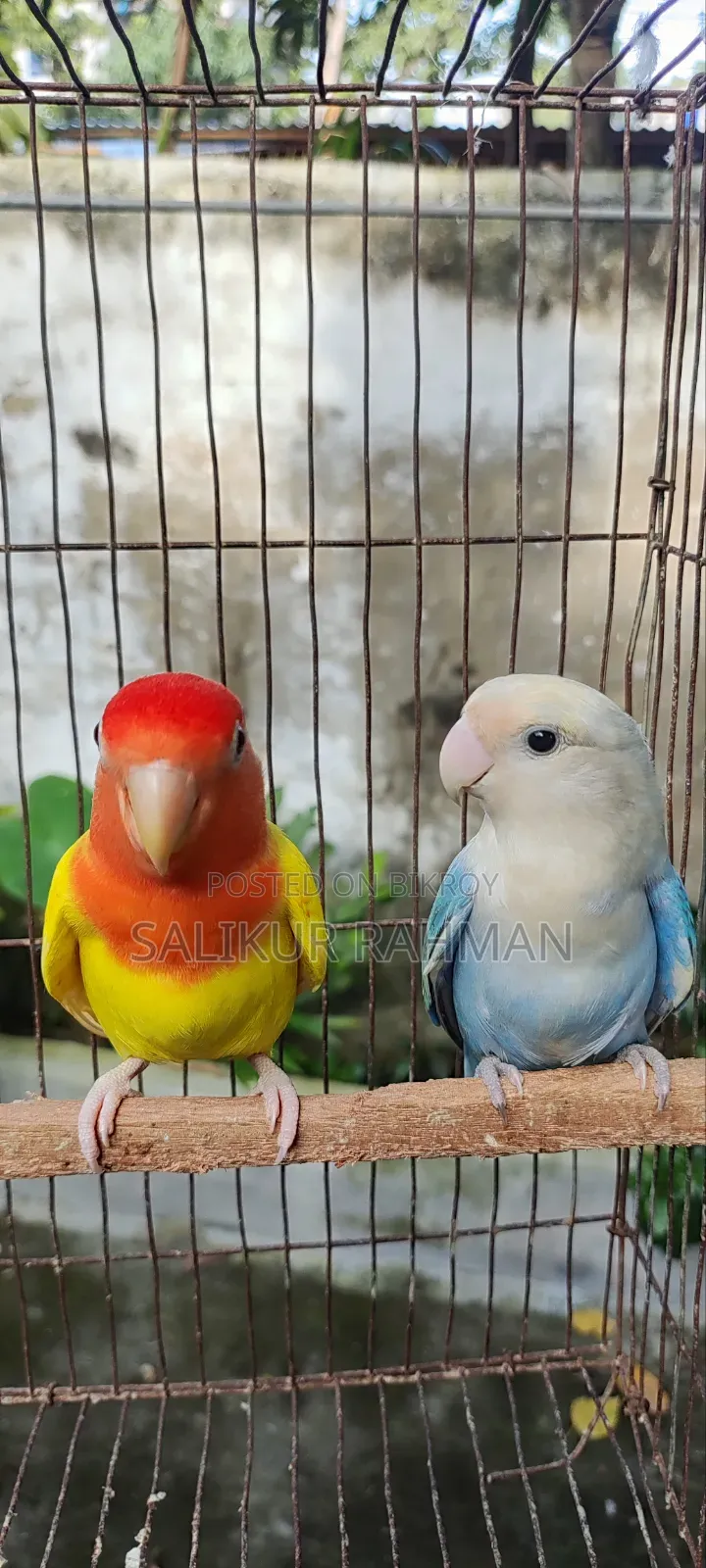লাভ বার্ড / Love Bird