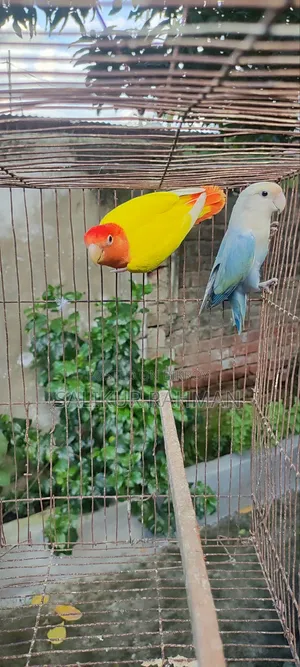 লাভ বার্ড / Love Bird
