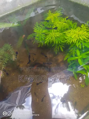 Black Moscow Guppy
