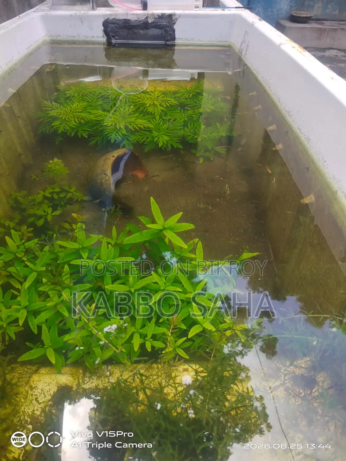 Black Moscow Guppy