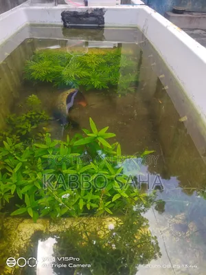 Black Moscow Guppy