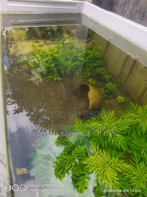 Black Moscow Guppy