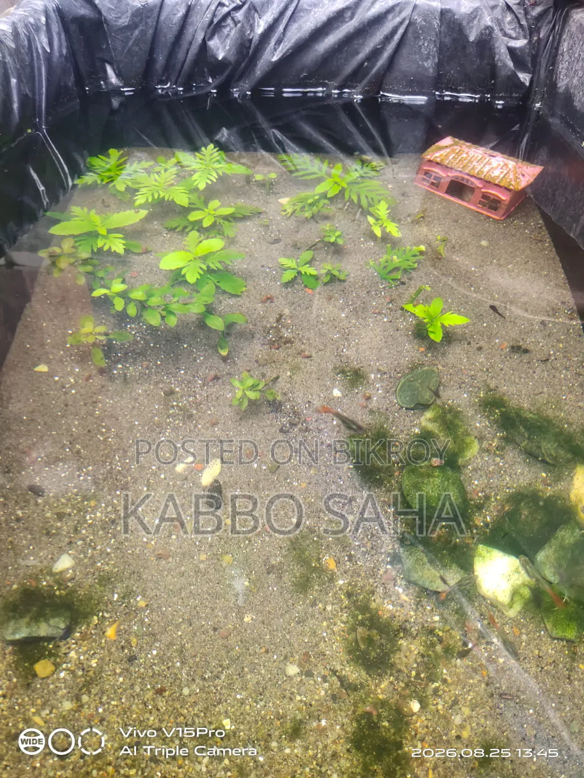 Black Moscow Guppy