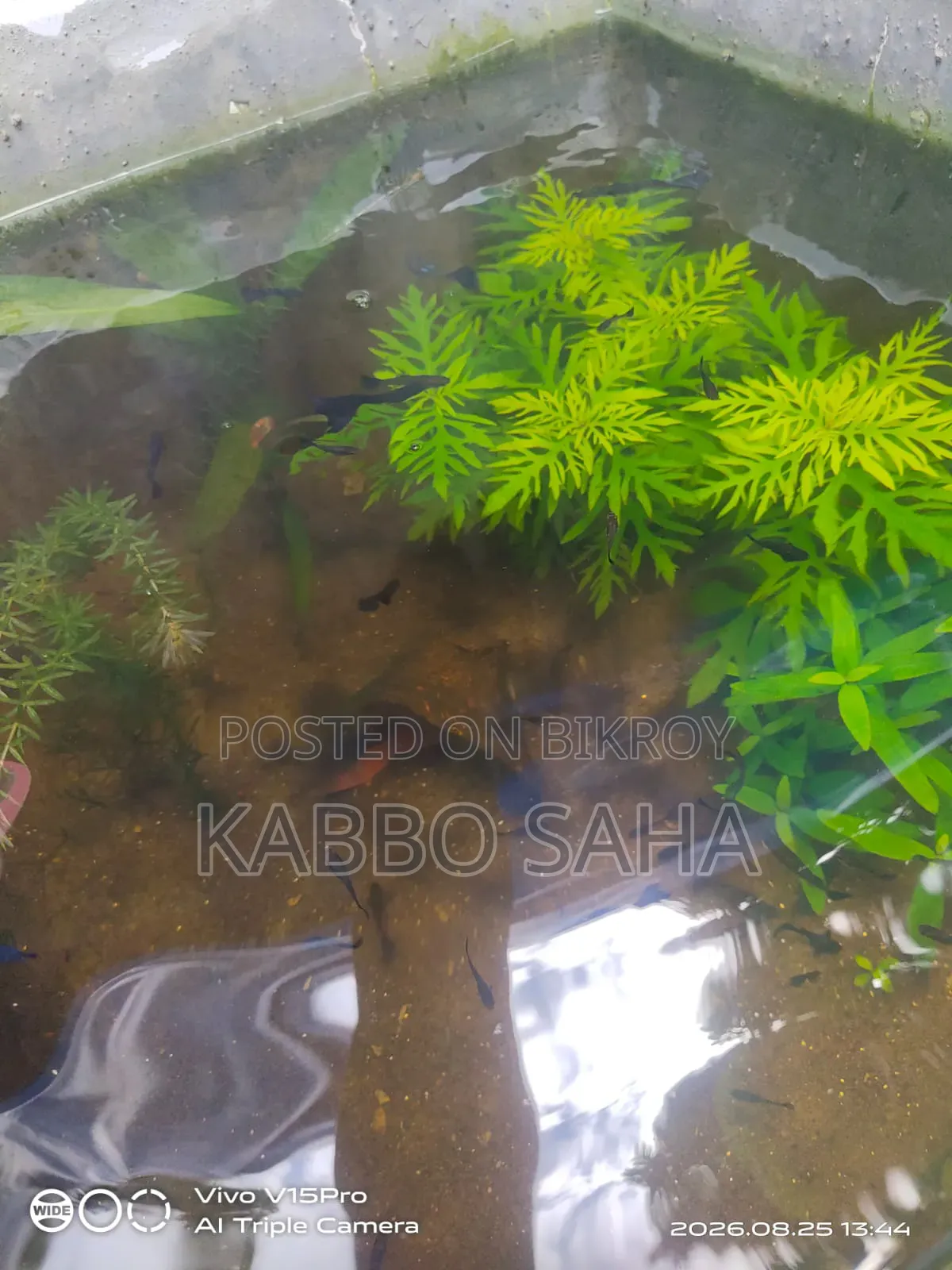 Black Moscow Guppy