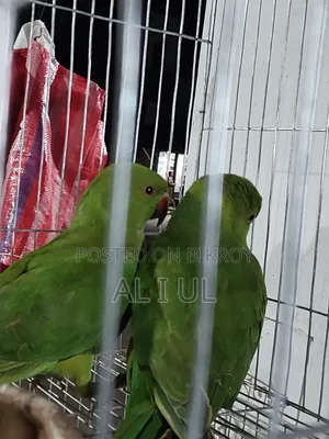 Ringnet Parrot