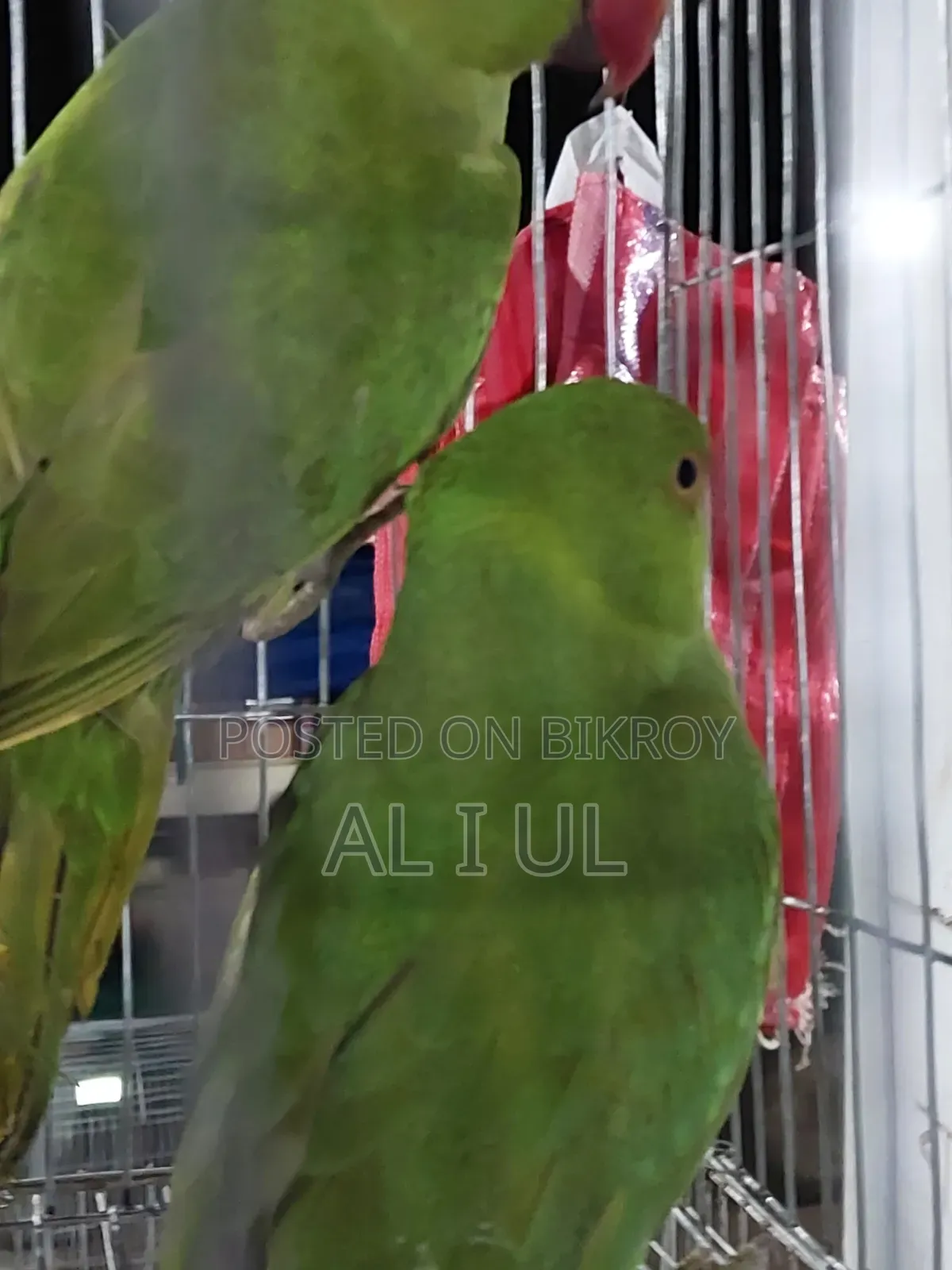 Ringnet Parrot
