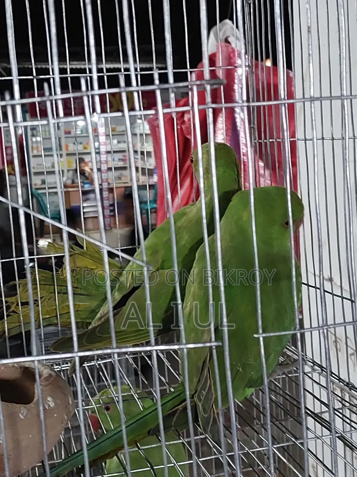 Ringnet Parrot