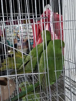Ringnet Parrot