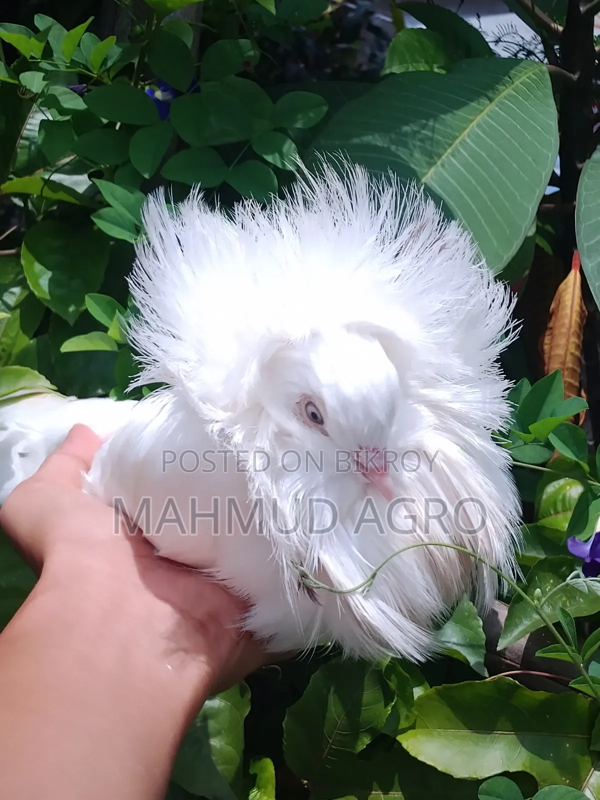 জ্যাকোবিন মেল