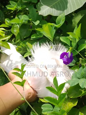 জ্যাকোবিন মেল