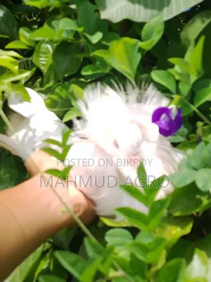 জ্যাকোবিন মেল
