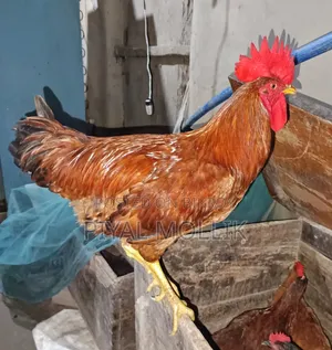 ঘরোয়া দেশী মোরগ