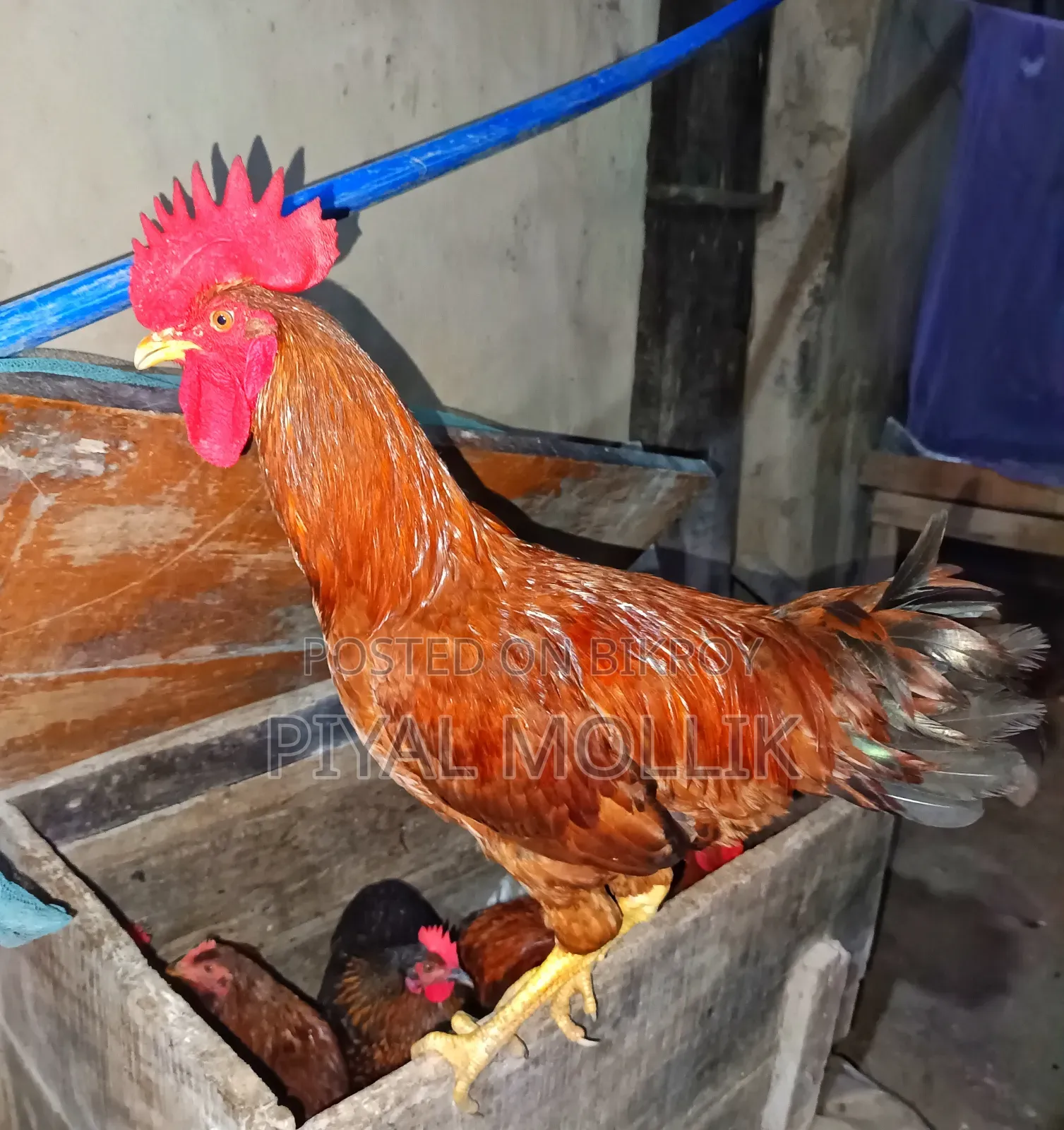 ঘরোয়া দেশী মোরগ