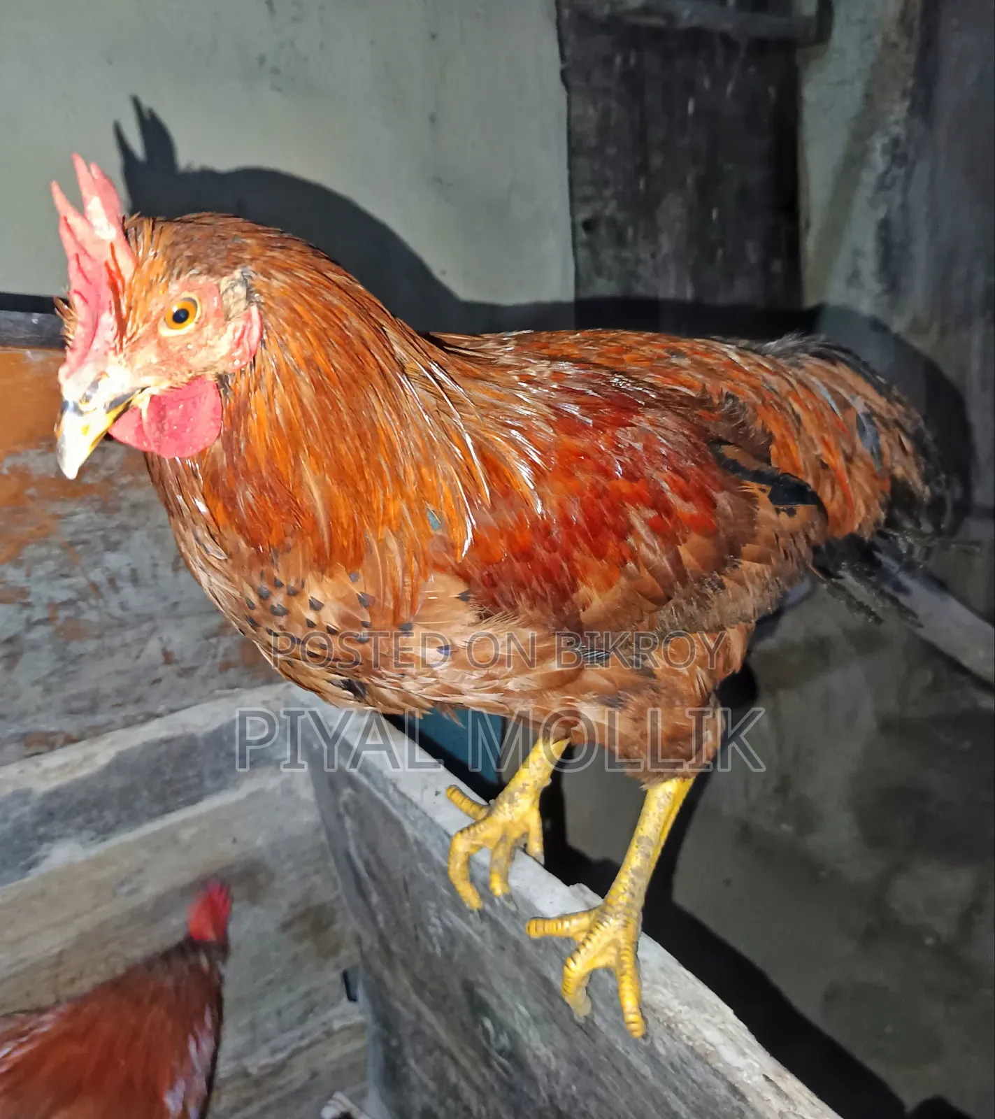 ঘরোয়া দেশী মোরগ