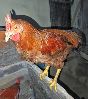 ঘরোয়া দেশী মোরগ