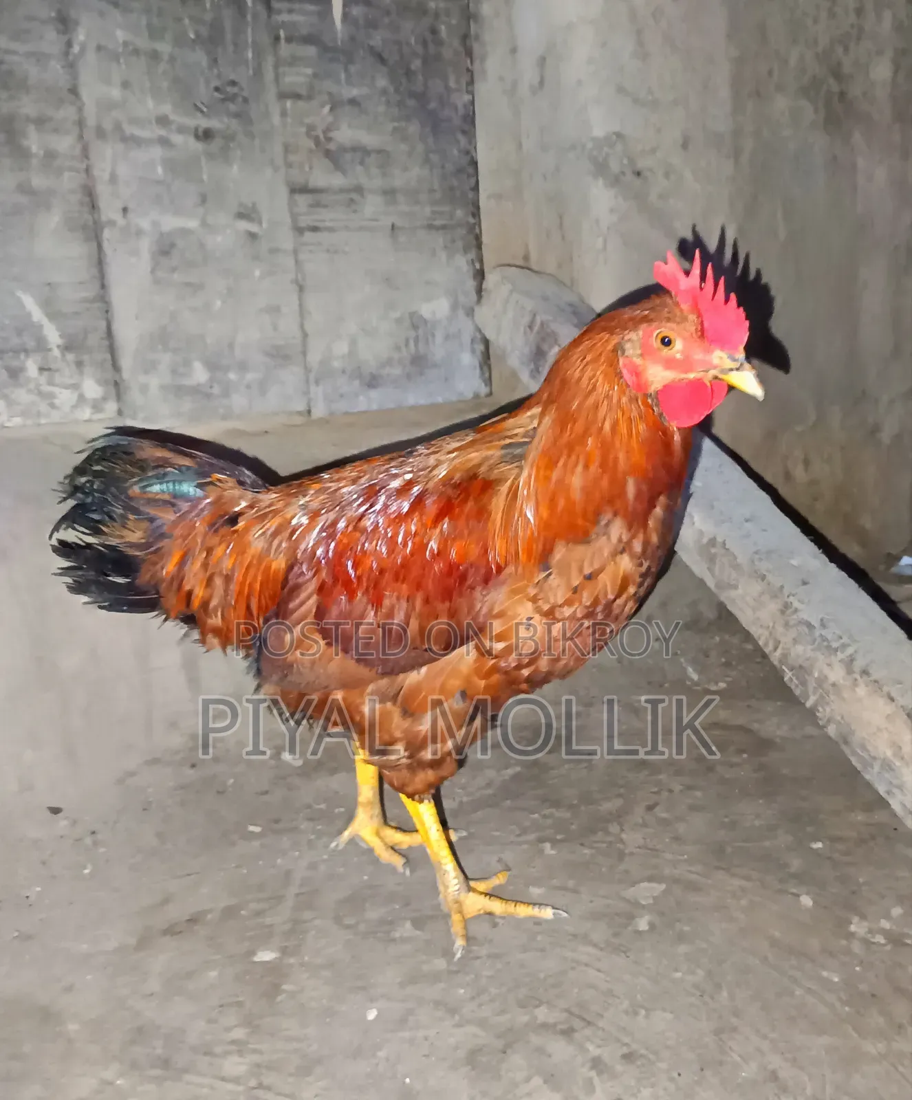 ঘরোয়া দেশী মোরগ