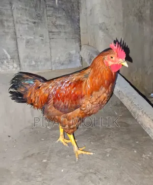 ঘরোয়া দেশী মোরগ