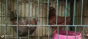 Big Size King Pigeon with Baby.