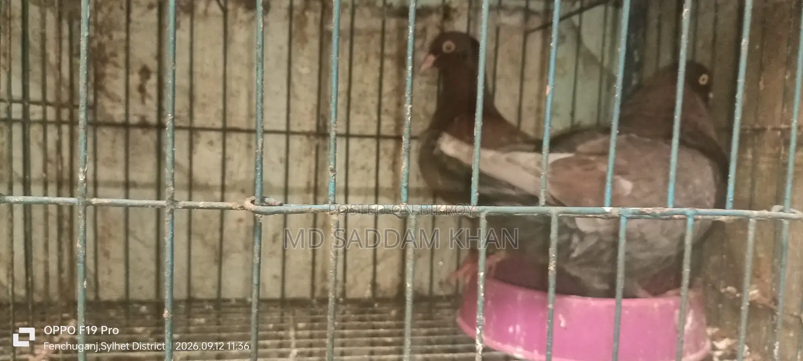 Big Size King Pigeon with Baby.