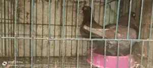 Big Size King Pigeon with Baby.