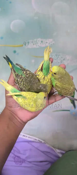 Baby Budgerigars for Sale