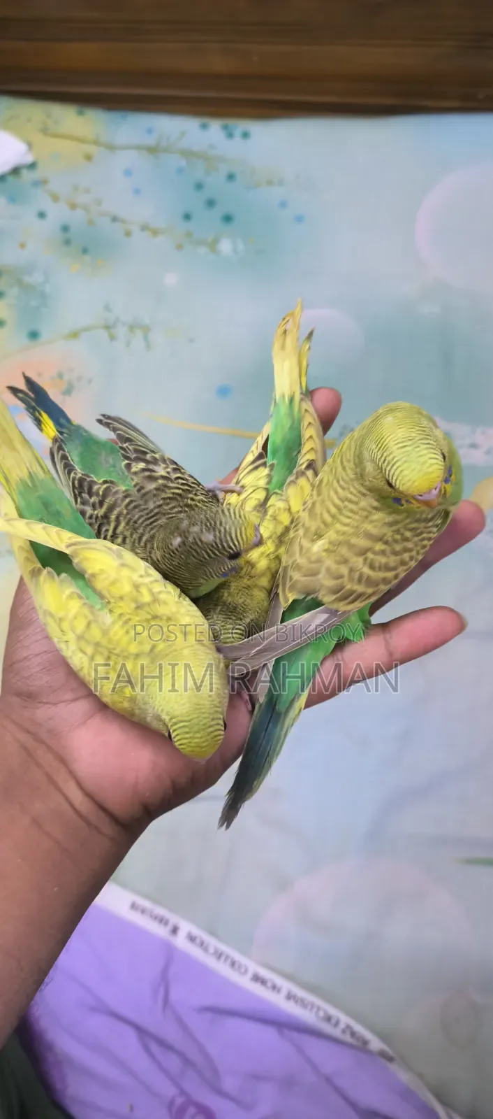 Baby Budgerigars for Sale